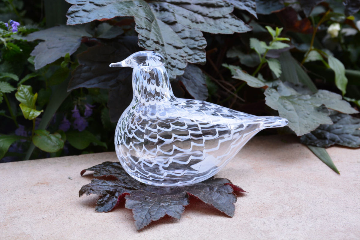 MediatorDove24MP_1200x1200.jpg