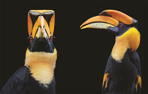 "Birds" By Tim Flach