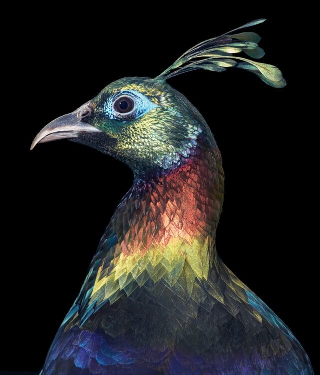 "Birds" By Tim Flach