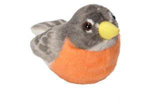 American Robin Audubon Bird