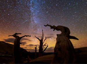 Trees Between Earth and Heaven - Photography by Art Wolfe