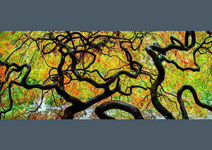 Trees Between Earth and Heaven - Photography by Art Wolfe