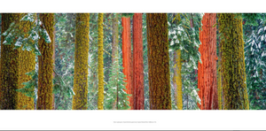 Trees Between Earth and Heaven - Photography by Art Wolfe